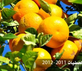 بالصور.. افتتاح موسم « الذهب الأصفر » بغزة 2011- 2012