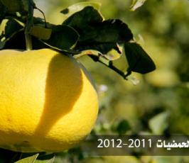 بالصور.. افتتاح موسم « الذهب الأصفر » بغزة 2011- 2012