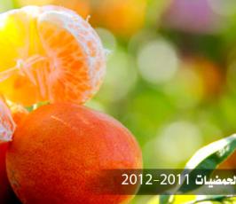 بالصور.. افتتاح موسم « الذهب الأصفر » بغزة 2011- 2012