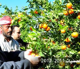 بالصور.. افتتاح موسم « الذهب الأصفر » بغزة 2011- 2012