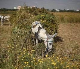 حصاد القمح من جنوب قطاع غزة ‫(30007693)‬ ‫‬