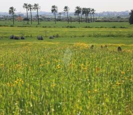 ربيع فلسطين ‫(29417877)‬ ‫‬