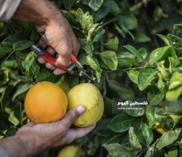 قطف حمضيات  ‫(65330687)‬ ‫‬.jpg