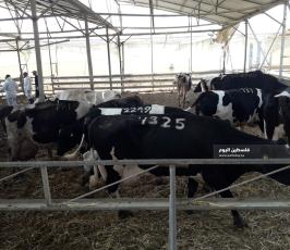 أضاحى العيد ‫(1)‬.jpeg
