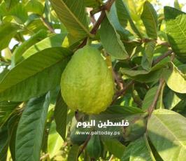جوافة3.jpg
