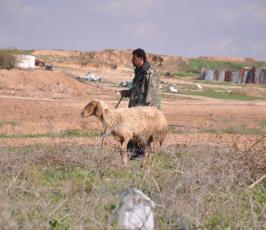 رعاة الاغنام