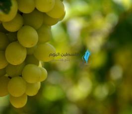عنب