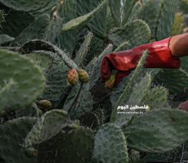 فاكهة أهل غزة الصبر ‫(1)‬ ‫‬.jpg