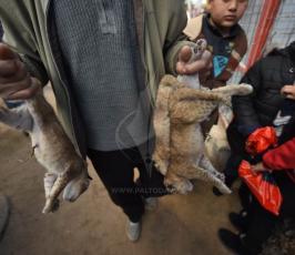 وفاة أربع أشبال في حديقة للحيوانات جراء الأحوال الجوية في مدينة رفح (10).jpeg