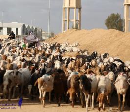 المزارعون ورعاة الأغنام.. رحلة بحث عن الرزق تحت رصاص الاحتلال (12)