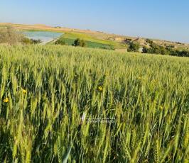 أجواء الربيع (5)