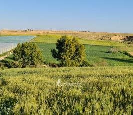 أجواء الربيع (8)