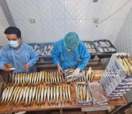 سمك الرنجا جنوب قطاع غزة لتسويقها في موسم عيد الفطر (2)