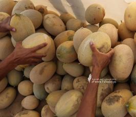 محصول الشمام (4)