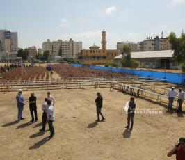 مهرجان سيف القدس بساحة السرايا (15)
