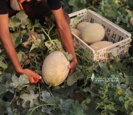 محصول الشمام (2)