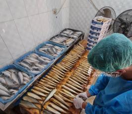 سمك الرنجا جنوب قطاع غزة لتسويقها في موسم عيد الفطر (9)