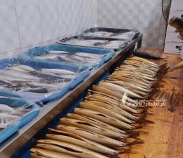 سمك الرنجا جنوب قطاع غزة لتسويقها في موسم عيد الفطر (10)