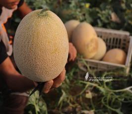 محصول الشمام (3)