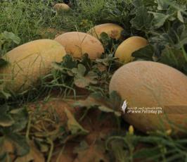 محصول الشمام (7)
