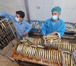 سمك الرنجا جنوب قطاع غزة لتسويقها في موسم عيد الفطر (7)
