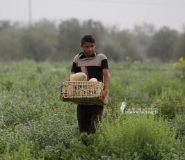 محصول الشمام (10)