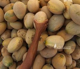 محصول الشمام (5)