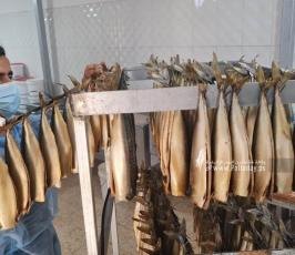 سمك الرنجا جنوب قطاع غزة لتسويقها في موسم عيد الفطر (11)