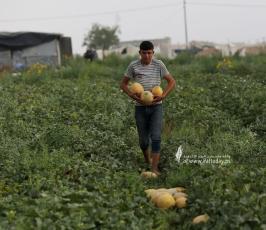 محصول الشمام (11)