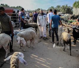 سوق الماشية  (12)