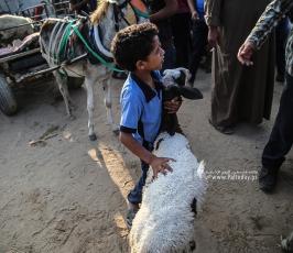 سوق الماشية  (10)