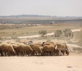 رعاة الأغنام (1)