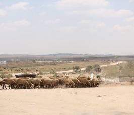 رعاة الأغنام (2)