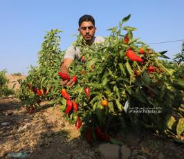 مزارعون يجمعون محصول الفلفل الأحمر في غزة (7)