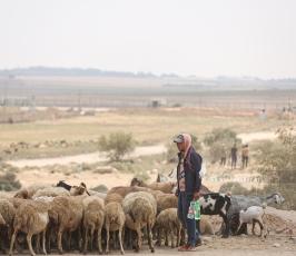 رعاة الأغنام (5)