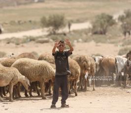 رعاة الأغنام (4)