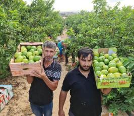 قطف ثمار الجوافة (8)
