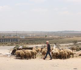 رعاة الأغنام (8)