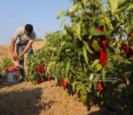 مزارعون يجمعون محصول الفلفل الأحمر في غزة (2)