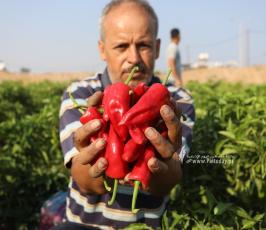 مزارعون يجمعون محصول الفلفل الأحمر في غزة (10)