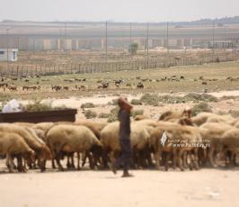 رعاة الأغنام (3)