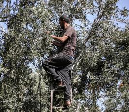 قطف ثمار الزيتون في قطاع غزة (13)