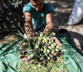 قطف ثمار الزيتون في قطاع غزة (9)