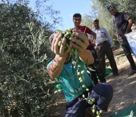 قطف ثمار الزيتون في قطاع غزة (6)