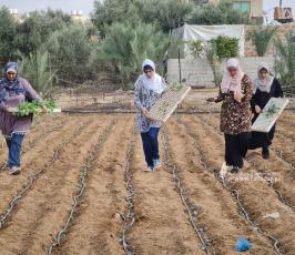 فتيات من غزة يُقمن مشروع زراعي تحدياً للبطالة (6)