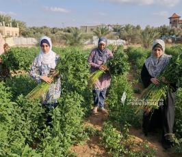 فتيات من غزة يُقمن مشروع زراعي تحدياً للبطالة (2)