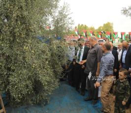 موسم الزيتون (4)