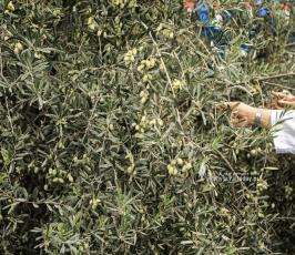 موسم الزيتون (6)