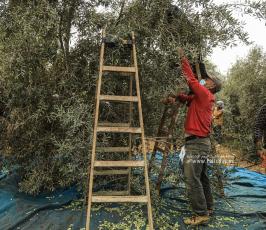 موسم الزيتون (11)