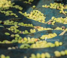 موسم الزيتون (12)